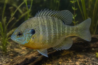 Lepomis macrochirus Perche-soleil bleue