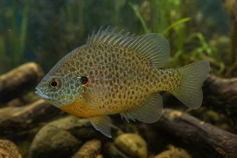 Lepomis punctatus Perche-soleil à points
