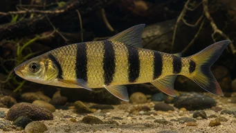 Leporinus fasciatus fasciatus Leporinus à bandes noires
