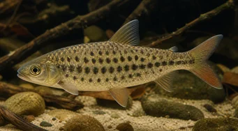 Leporinus maculatus Leporinus tacheté