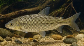 Leporinus megalepis Leporinus à grandes écailles