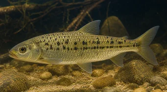 Leporinus moralesi Leporinus mûre