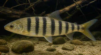 Leporinus octofasciatus Leporinus à nageoires rouges