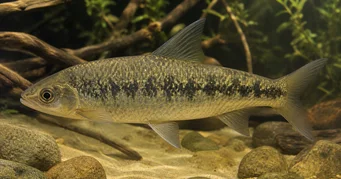 Leporinus steyermarki Leporinus gris de Steyermark