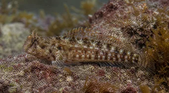 Lipophrys pholis Blennie commune
