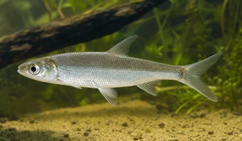 Luciosoma setigerum Requin apollon