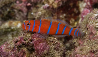 Lythrypnus dalli Gobie de Catalina