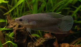 Macropodus concolor Macropode noir
