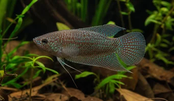 Macropodus cupanus Poisson-paradis brun à queue pointue
