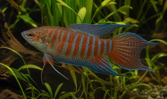 Macropodus opercularis Poisson du paradis