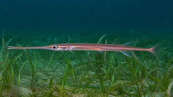 Macrorhamphosus scolopax Bécasse de mer.