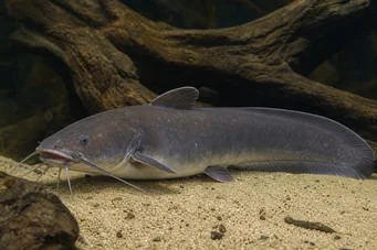 Malapterurus electricus Silure electrique