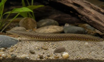 Mastacembelus armatus Anguille épineuse géante