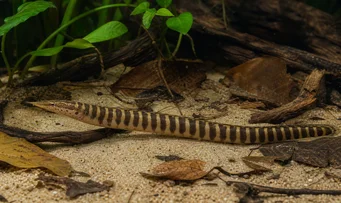 Mastacembelus circumcinctus Anguille épineuse à ceinture