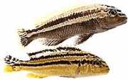 Melanochromis auratus Mbuna doré
