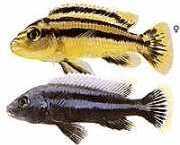 Melanochromis chipokae Chipokae
