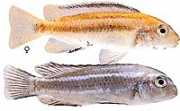 Melanochromis johanni Cichlidé cobalt