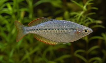 Melanotaenia maccullochi Poisson arc-en-ciel nain