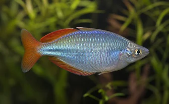 Melanotaenia splendida Poisson arc-en-ciel de Cap York