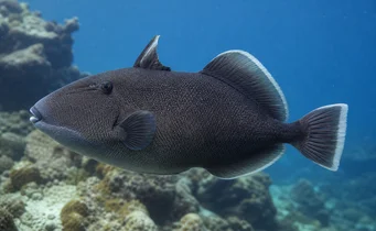 Melichthys indicus Baliste indien