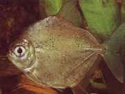 Metynnis argenteus Dollar d'argent