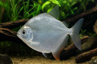 Metynnis hypsauchen Métynnis à grosse tête