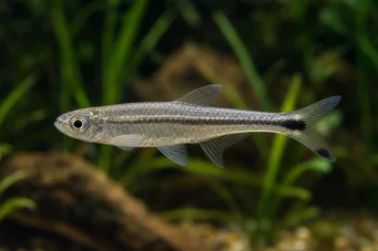 Micralestes elongatus Tétra africain effilé