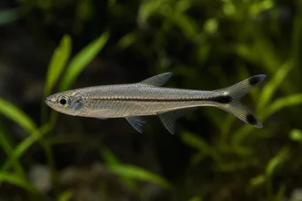 Micralestes humilis Tétra africain à nageoires rouges