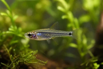 Microrasbora kutobai Neon vert
