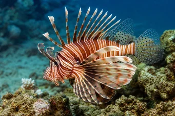 Milles de pterois Poisson scorpion