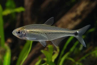 Mimagoniates lateralis Tétra-glande à flancs barrés