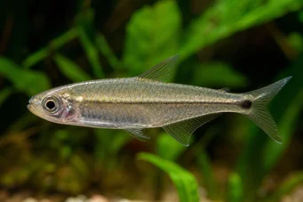 Mimagoniates microlepis Tétra-Barberos à petites écailles