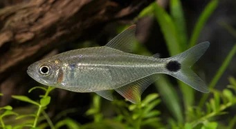 Moenkhausia oligolepis Moenkhausia aux yeux rouges