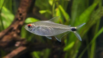 Moenkhausia sanctaefilomenae Moenkhausia aux yeux rouges