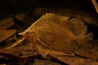 Monocirrhus polyacanthus Poisson-feuille