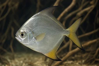 Monodactylus argenteus Poisson lune