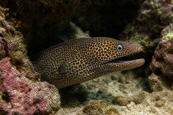 Muraena lentiginosa Muraena lentiginosa