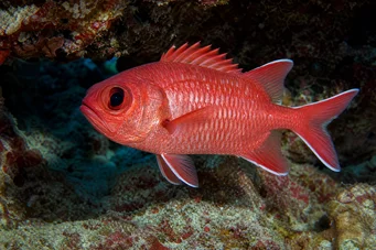 Myripristis murdjan Poisson-soldat rouge