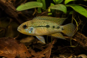 Nannacara anomala Cichlidé nain aux yeux dorés