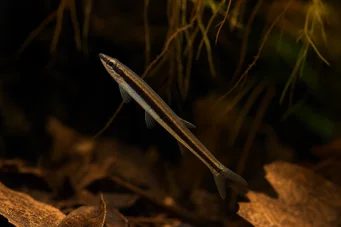 Nannobrycon eques Poisson crayon