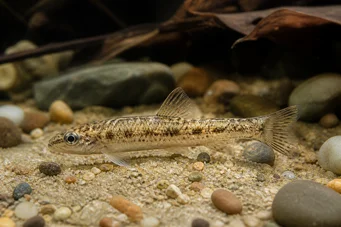 Nannocharax brevis Poisson-fléchette africain nain