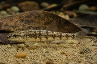 Nannocharax fasciatus Poisson-fléchette africain rayé
