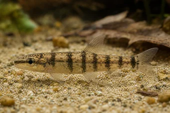 Nannocharax fasicatus Nannocharax de Seybold