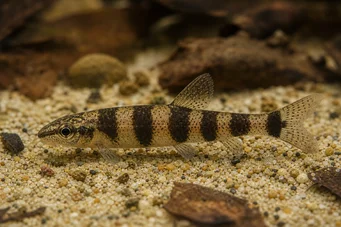 Nannocharax latifasciatus Tétra-fléchette africain à large bande