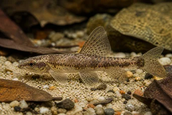 Nannocharax macropterus Tétra-fléchette africain à grandes nageoires