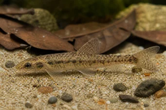 Nannocharax occidentalis Poisson-fléchette africain occidental