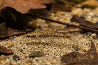 Nannocharax parvus Nannocharax à large bande