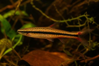Nannostomus beckfordi aripirangensis Poisson crayon doré