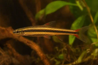 Nannostomus beckfordi Poisson crayon