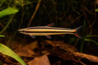 Nannostomus marginatus Poisson Crayon Nain